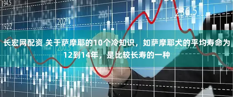 长宏网配资 关于萨摩耶的10个冷知识，如萨摩耶犬的平均寿命为12到14年，是比较长寿的一种